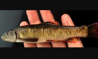 Редкая рыба с интересным названием владиславия и занимательные факты о ней