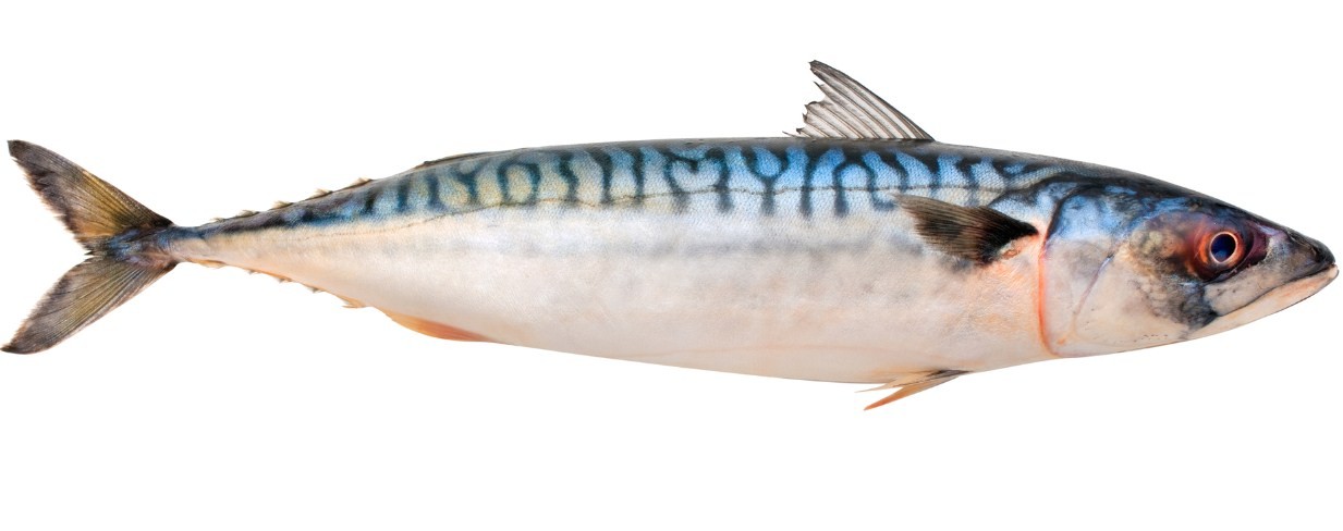 Факты про рыбу скумбрию: почему она является желанным трофеем рыболова