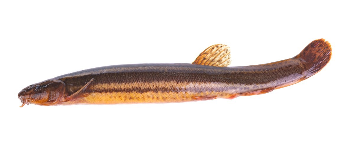 Рыба вьюн: трофейный улов настоящего рыбака