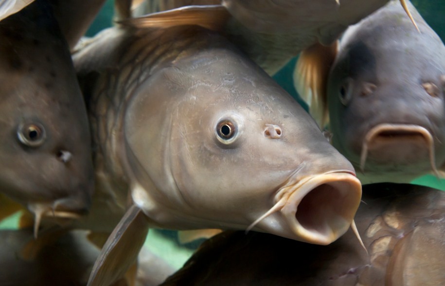 почему живая рыба может быть опасна