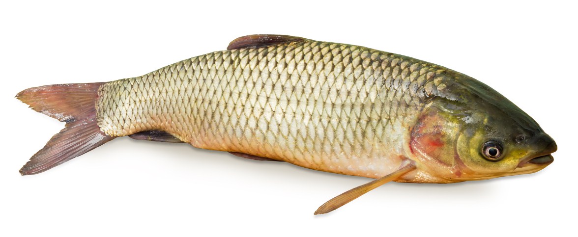 Белый амур: узнайте, за что эту рыбу рыбаки прозвали «поросенком»