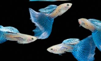 Исчерпывающие ответы на вопросы об аквариумной рыбке гуппи: самая полезная информация