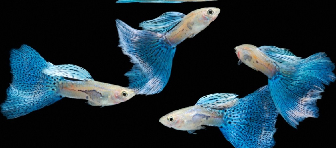 Исчерпывающие ответы на вопросы об аквариумной рыбке гуппи: самая полезная информация