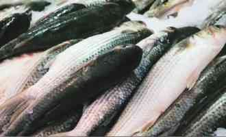 Азот летучих оснований (АЛО) в рыбе: чем опасно вещество для человека