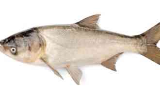 Толстолобик: чего вы точно не знали об этой рыбе