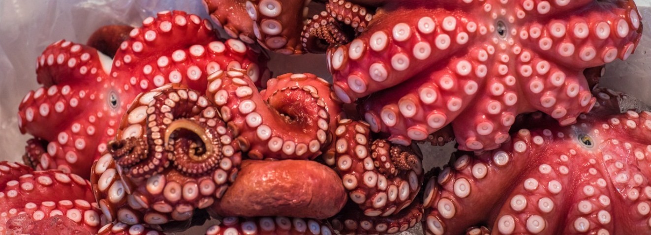 Опасны, но не все: каких осьминогов следует бояться человеку