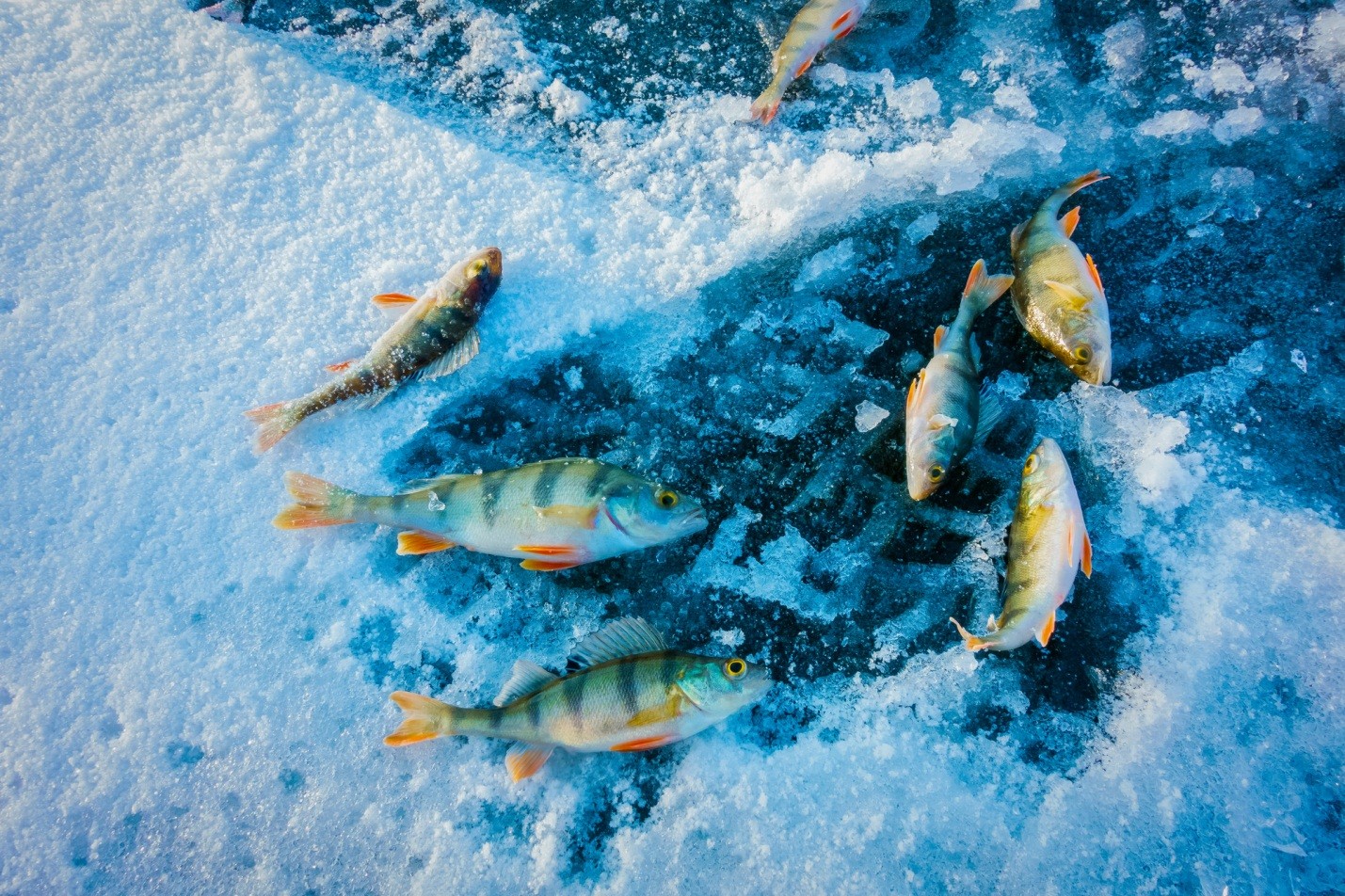 особенности ловли рыбы на льду 