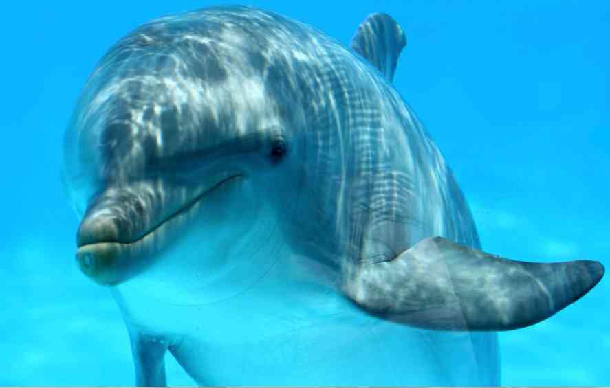 как выглядит дельфин