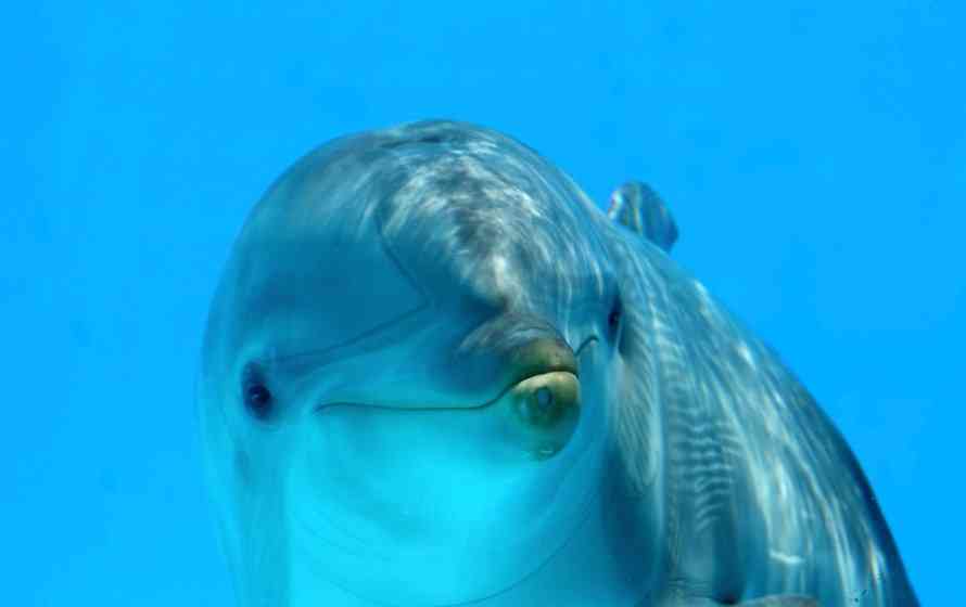 внешний вид дельфина