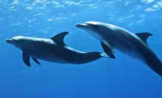 опасны ли дельфины