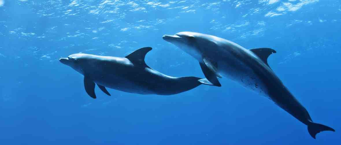 Дельфины в неволе: почему дельфинарий это зло