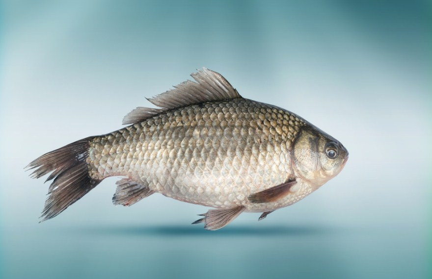 Съедобен ли плавательный пузырь рыбы: расскажем о способах потребления