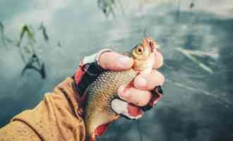 На рыбалку без удочки: можно ли поймать рыбу без снастей