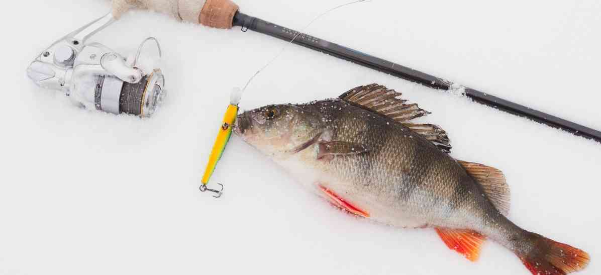 Как поймать окуня в январе: секреты успешной рыбалки