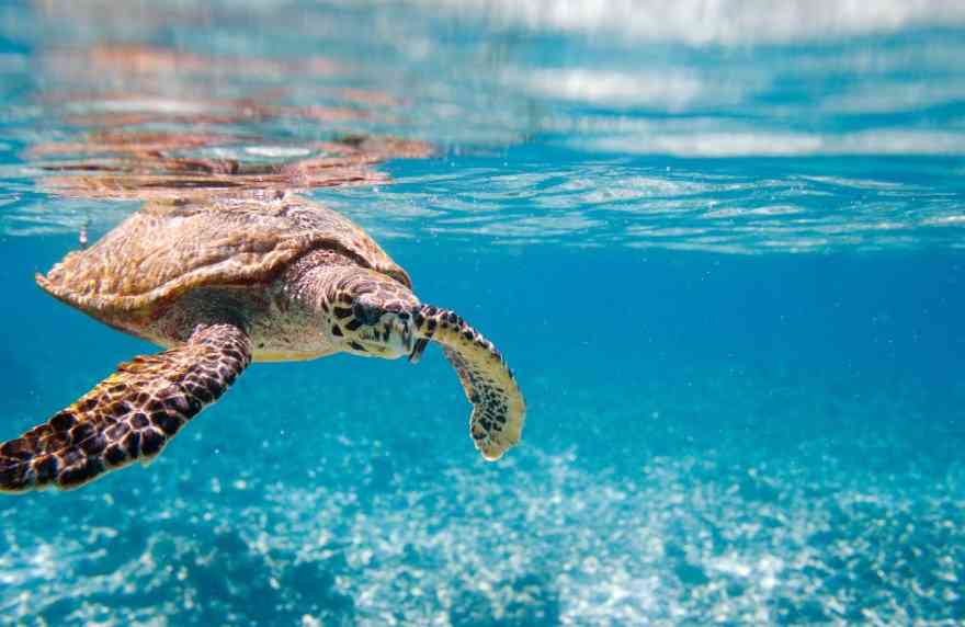 черепаха в воде