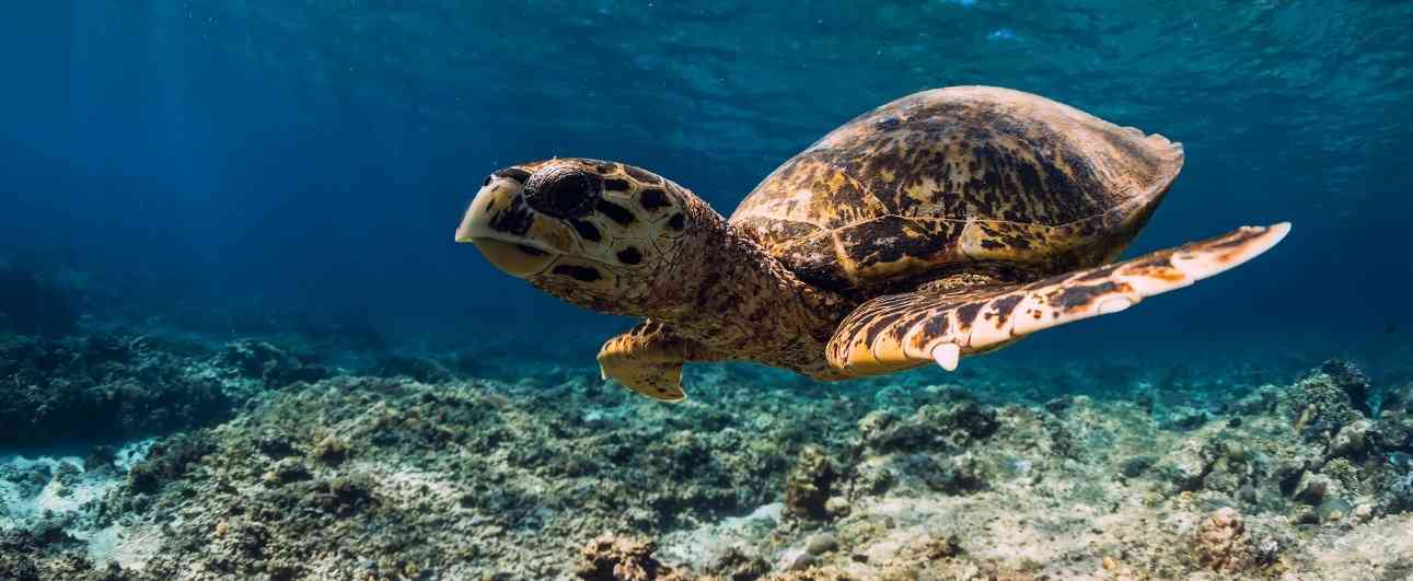 Ходят медленно, а плавают быстро: несколько удивительных фактов о  черепахах