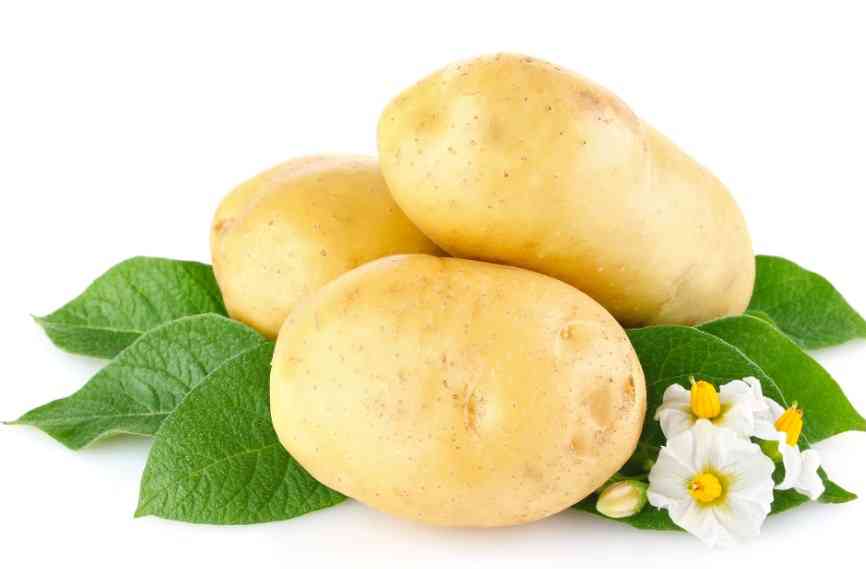 свежий картофель