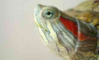 Красноухая черепаха в аквариуме: можно ли держать ее вместе с рыбками