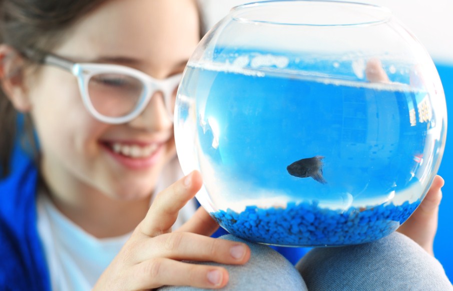 Почему покупка круглого аквариума – не лучшее решение