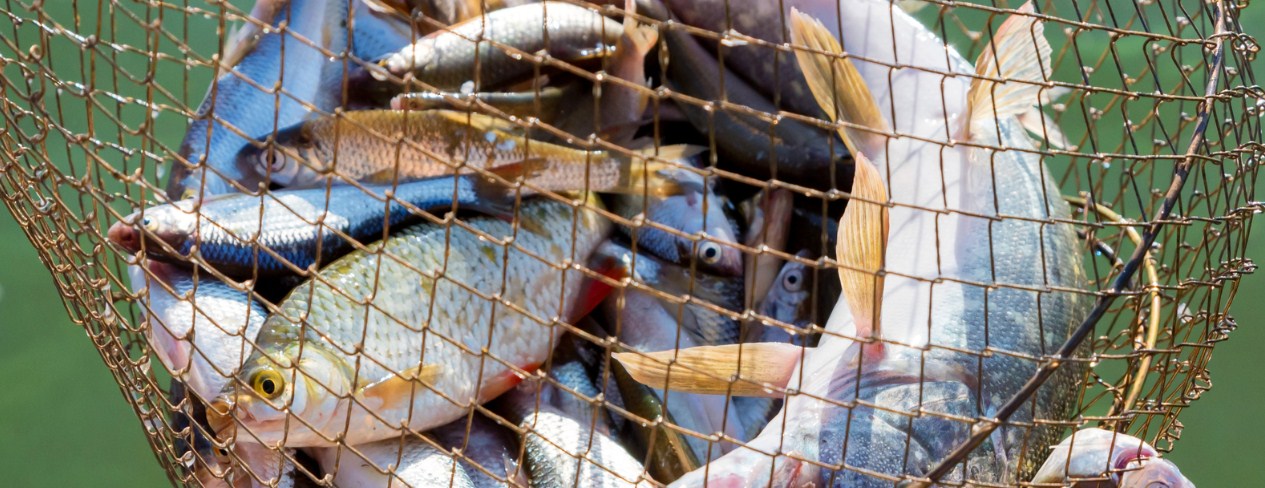 Это не живец вовсе: какую рыбу бесполезно использовать при ловле на жерлицы