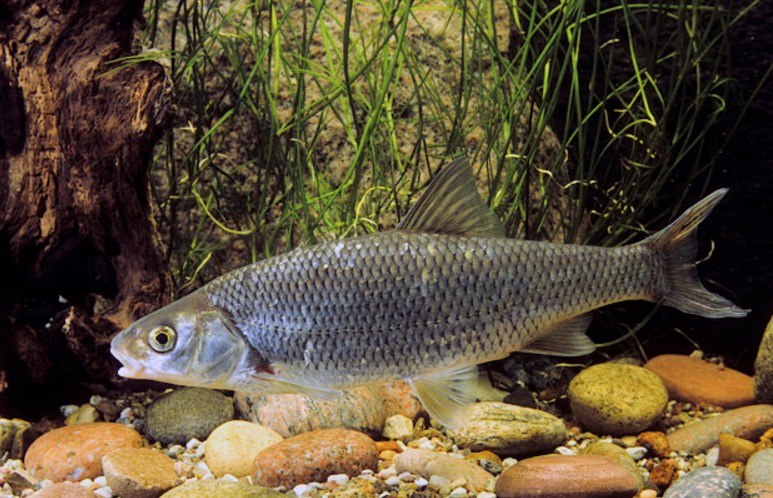 Особенности питания рыбы в водоемах и искусственных условиях