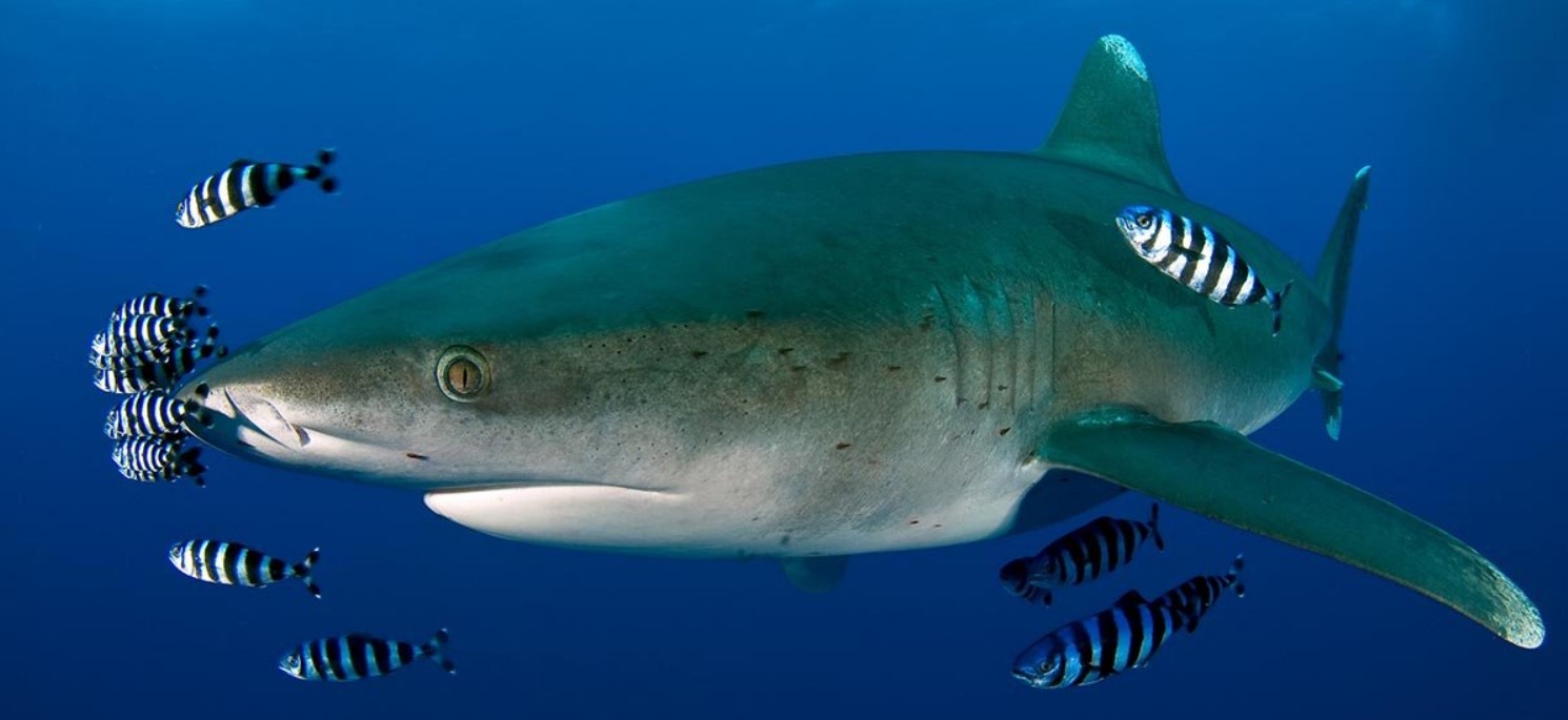 Рыба лоцман – так вот, кто дружит с акулой