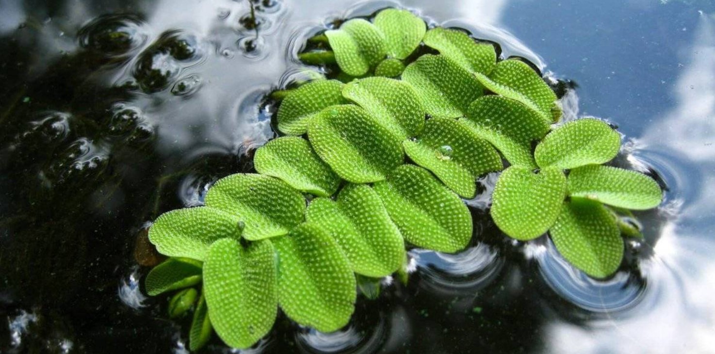 Сальвиния: неприхотливое и очень привлекательное плавающее растение для аквариума