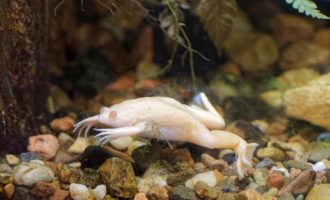 Декоративные лягушки в аквариуме: можно ли их содержать с рыбками