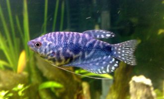 Самые интересные лабиринтовые рыбки для содержания в аквариуме