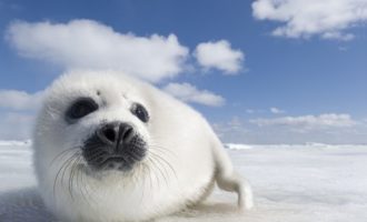 белый тюлень