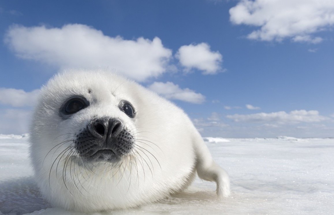 Милый и обаятельный белый тюлень: расскажем о нем много интересного