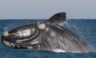 Японский гладкий кит: интересные факты о 19 метровом гиганте