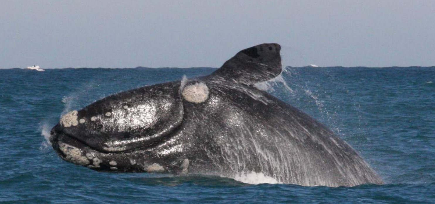 Японский гладкий кит: интересные факты о 19 метровом гиганте