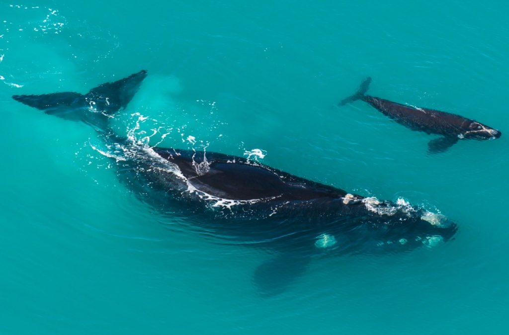 пара китов 