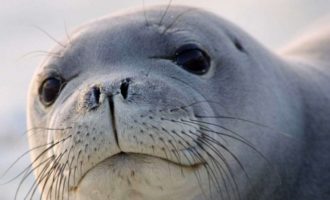 Как выглядит морской котик и тюлень: в чем разница между ними