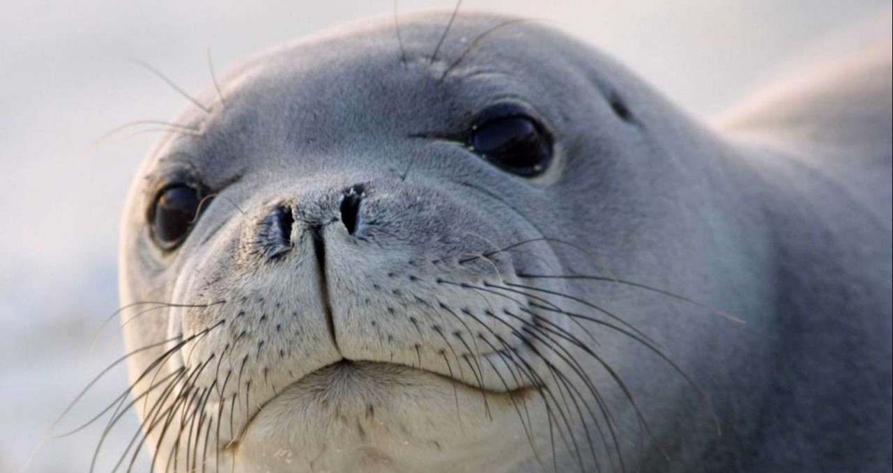 Как выглядит морской котик и тюлень: в чем разница между ними
