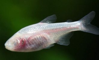 Как выглядит мексиканская слепая рыба и можно ли ее держать в аквариуме