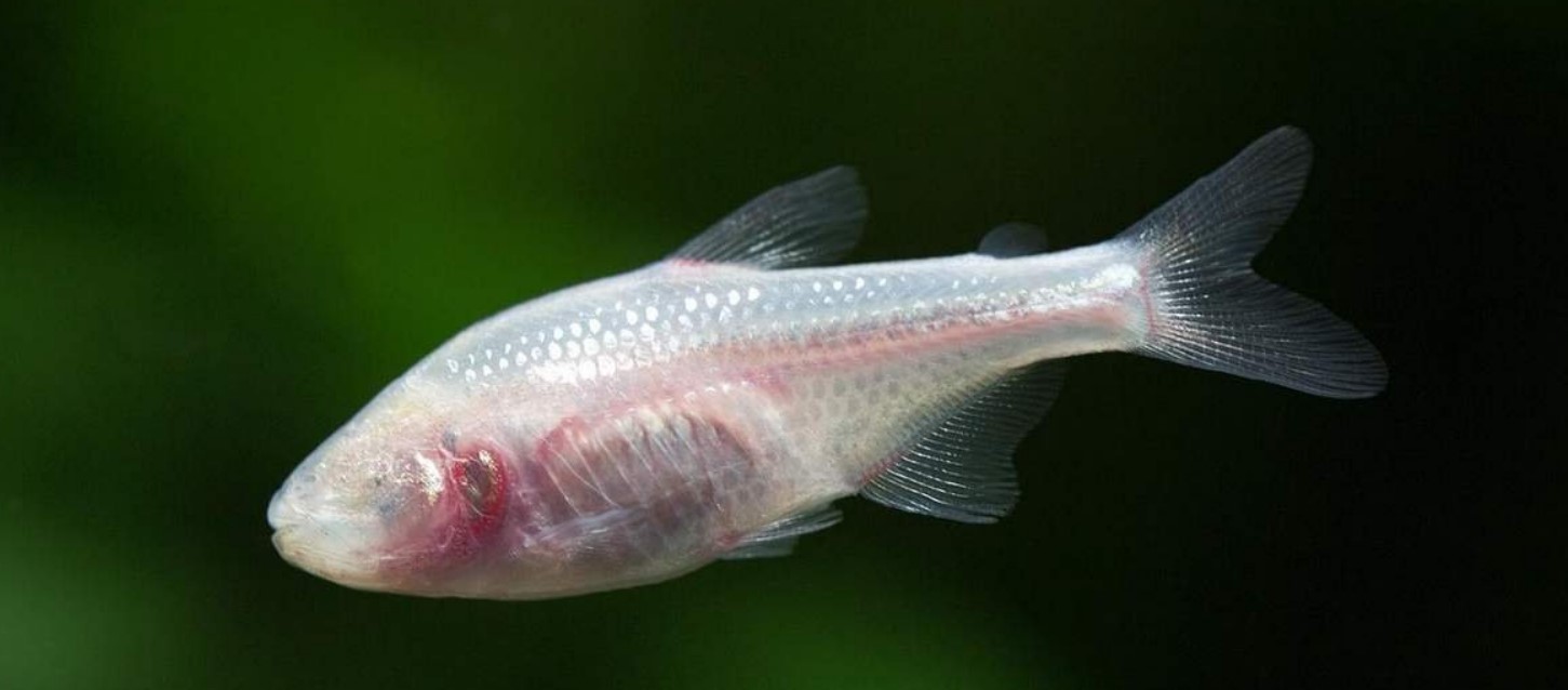 Как выглядит мексиканская слепая рыба и можно ли ее держать в аквариуме