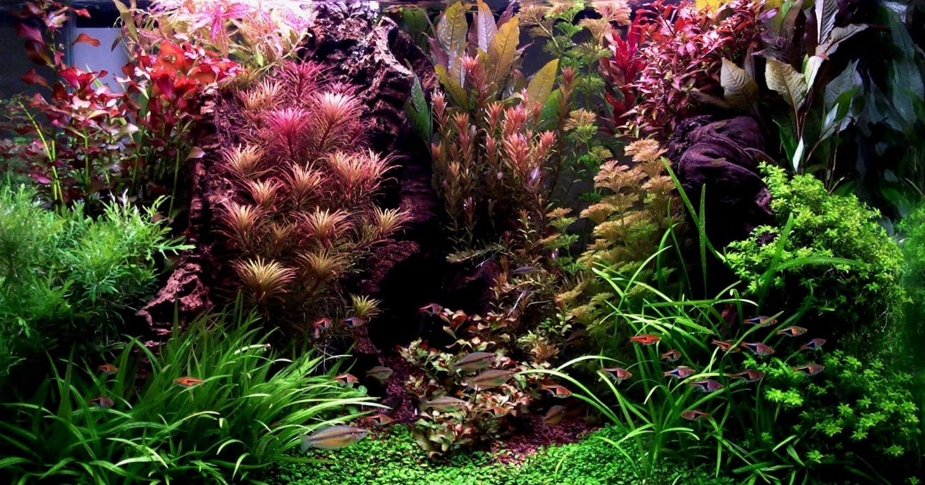 ТОП 10 самых неприхотливых и очень красивых растений для аквариума