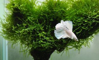 Яванский мох: простое, но очень симпатичное растение для вашего аквариума