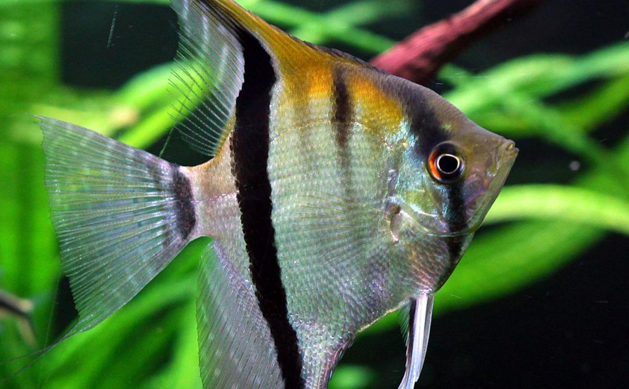 Аквариумная рыбка скалярия: рекомендации по содержанию в аквариуме