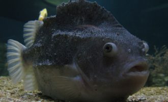 Рыба-воробей: внешний вид пиногора, обитание, питание, размножение