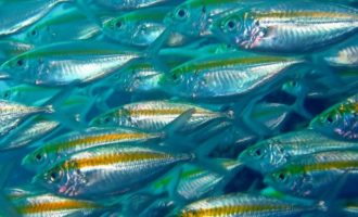 Желтый полосатик: что за рыба, описание и характеристики