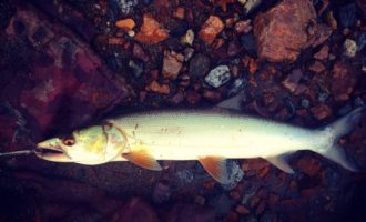 Рыба желтощек: описание особей, среда обитания, поведение, питание